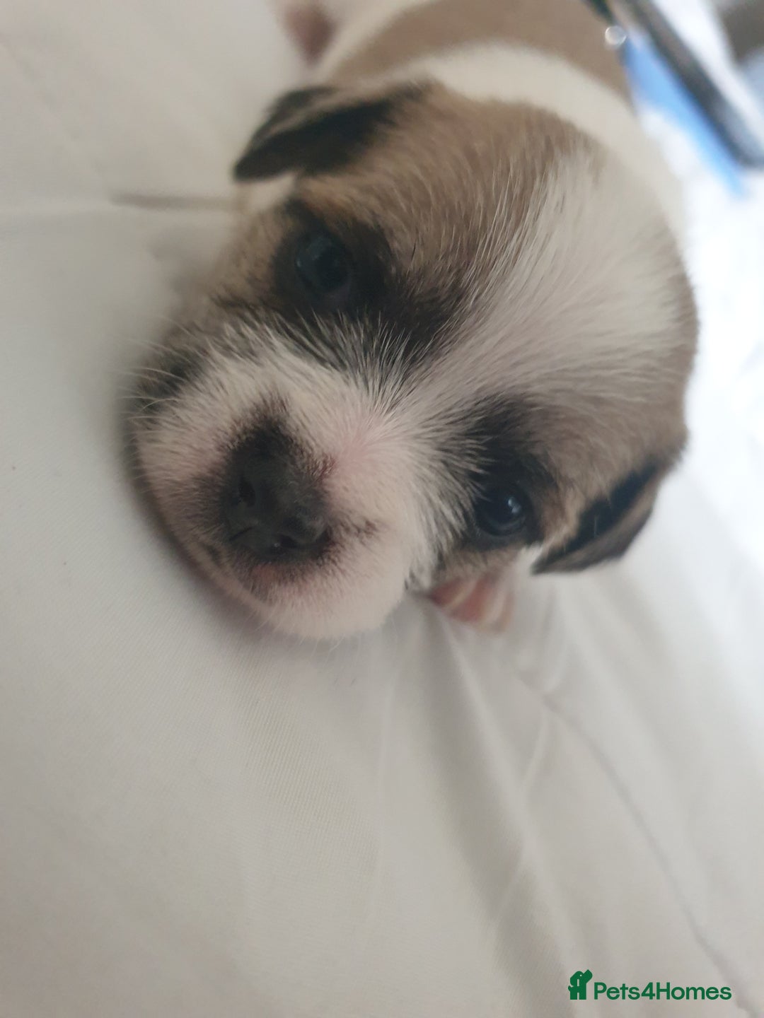 Mixed Breed dogs for sale: I. Selling puppies i have one boy and one girl - Image 3
