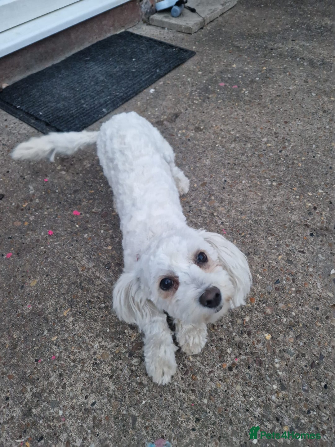 Bichon Frise dogs for sale: Playful Bichon Fries  - Advert 4