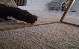 Cockapoo dogs for sale: Beautiful cockapoo for sale - Image 2