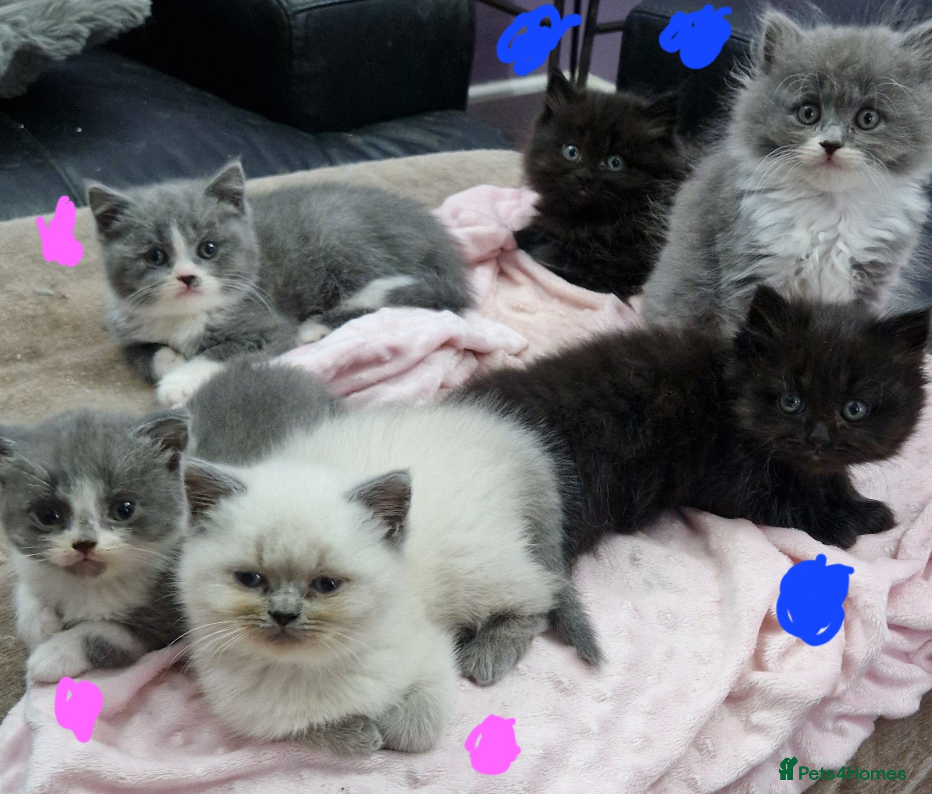 Persian cats Persian Kittens - Advert 2