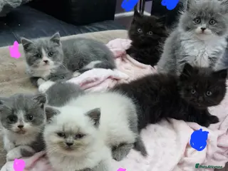 Persian cats Persian Kittens - Advert 2