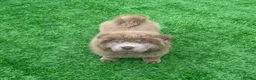 Chow Chow dogs for sale: Stunning rare lilac chow chow male puppy for sale  - Advert 5