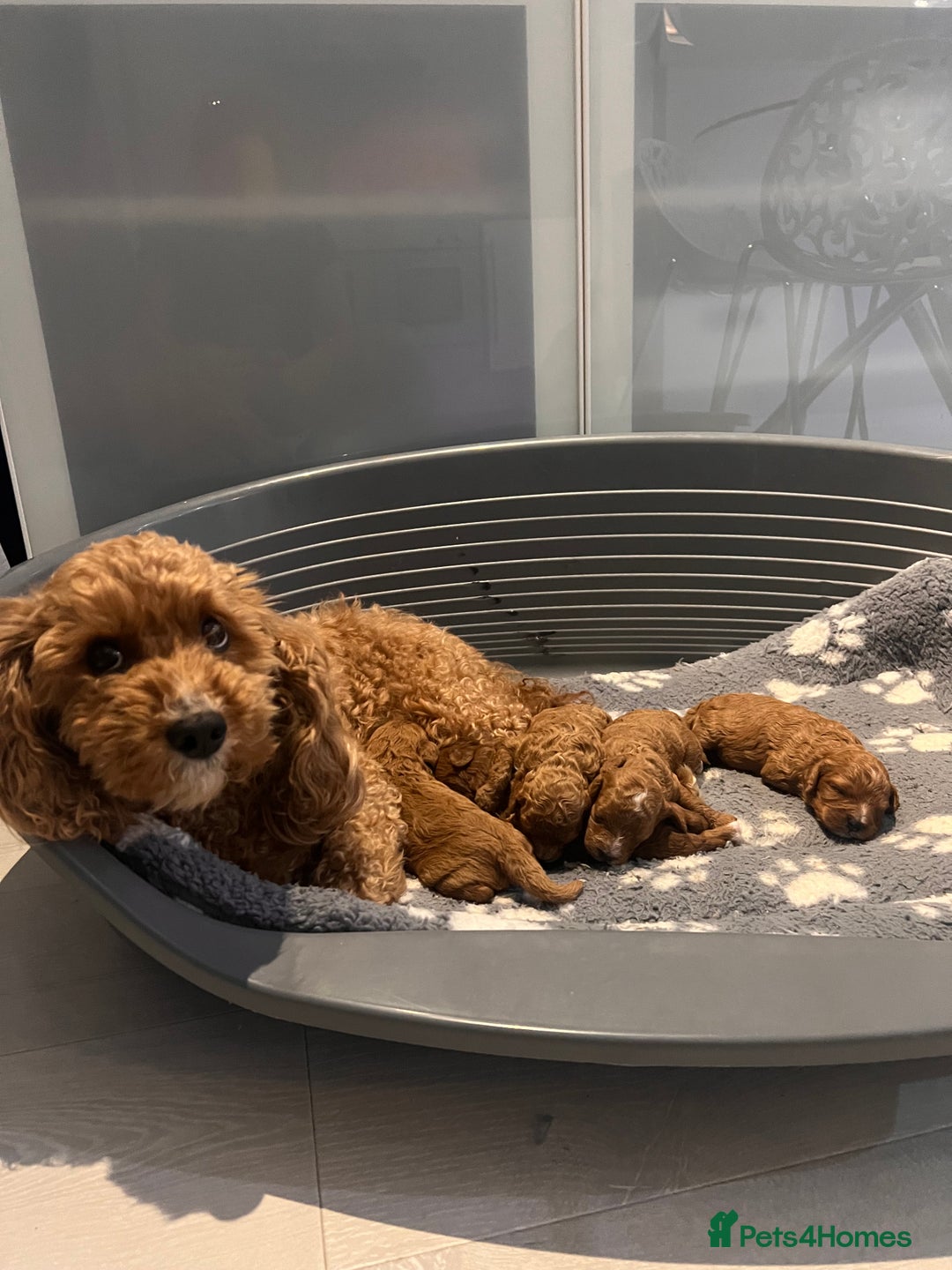 Cavapoo dogs for sale: ✨Cavapoo Puppies ✨ - Image 8