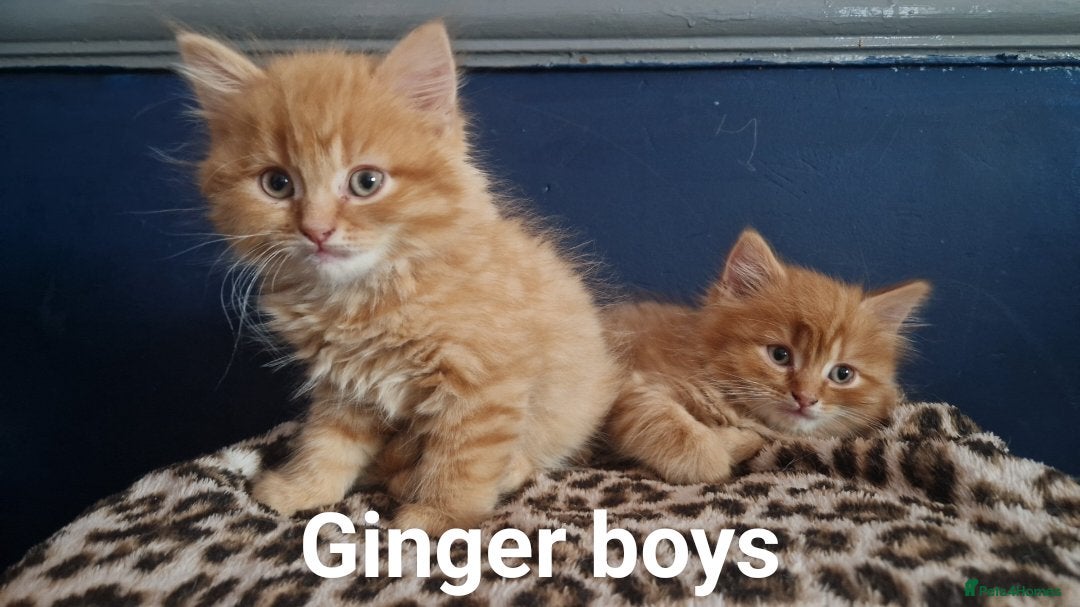 Mixed Breed cats 7 adorable kittens  - Advert 1