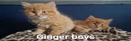 Mixed Breed cats for sale: 7 adorable kittens  - Advert 4