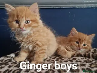 Mixed Breed cats 7 adorable kittens - Advert 1