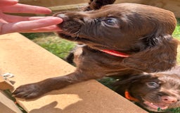 Sprocker dogs for sale: 3 beautiful Sprocker Spaniels  - Image 18