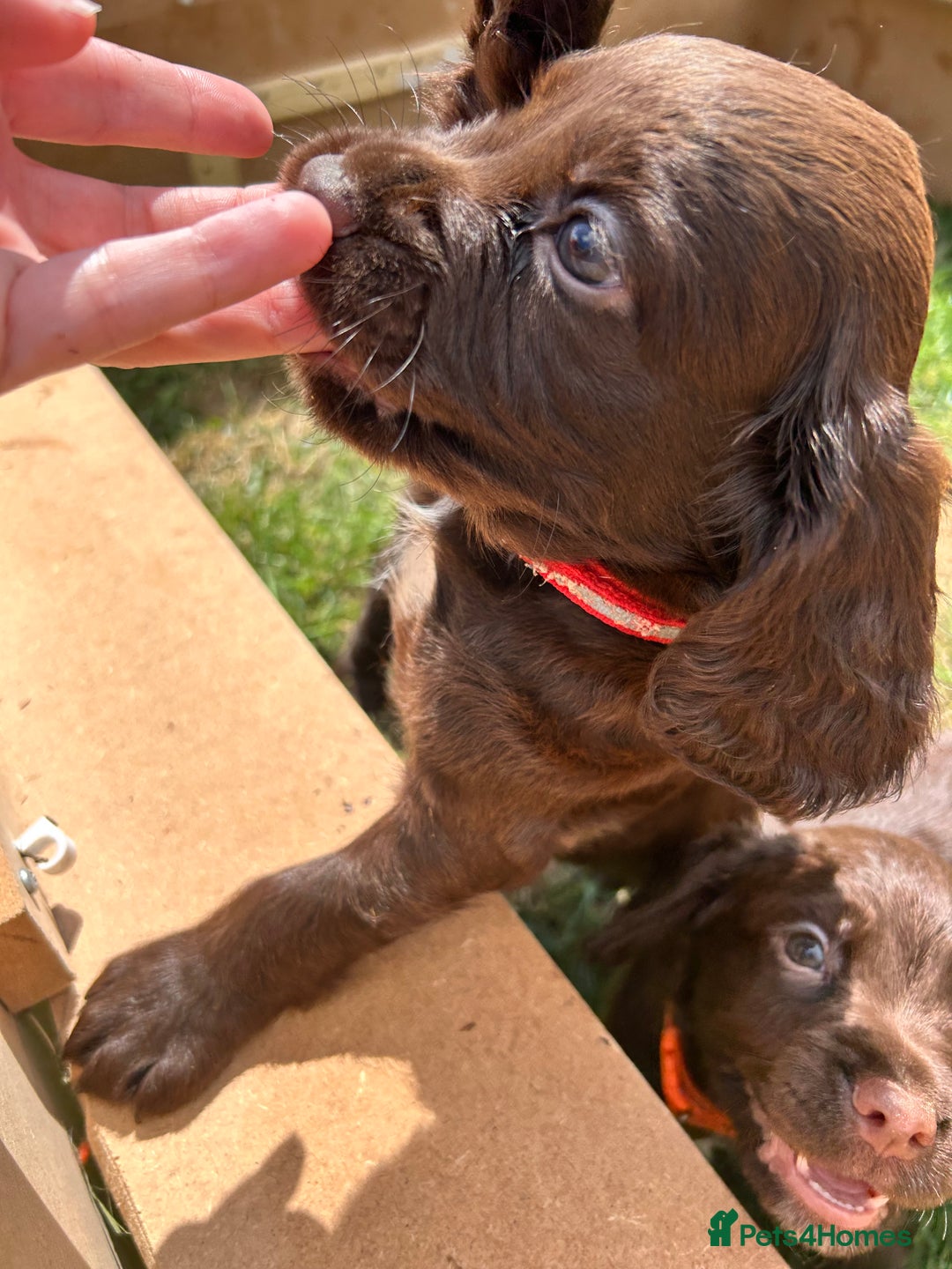Sprocker dogs for sale: 3 beautiful Sprocker Spaniels  - Image 18