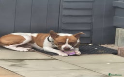 Mixed Breed dogs for sale: MALE FOR REHOMING - Image 2