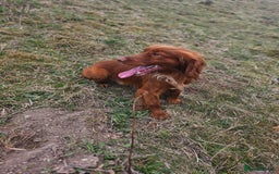 Cocker Spaniel dogs for sale: Health tested working cocker spaniels  - Image 24