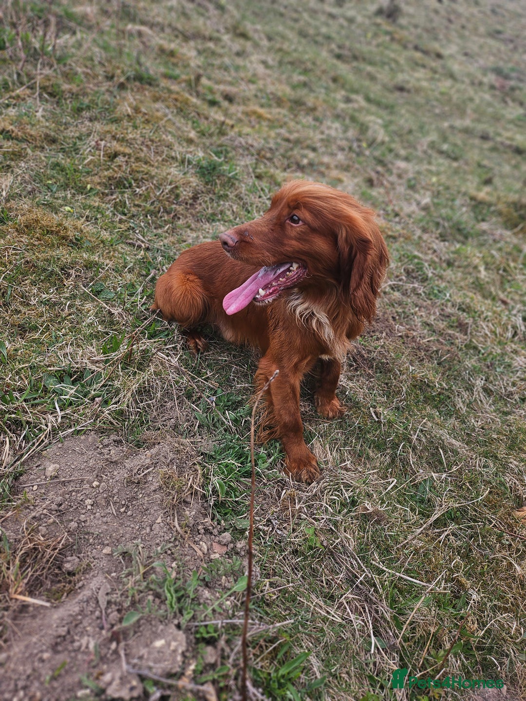 Cocker Spaniel dogs for sale: Health tested working cocker spaniels  - Image 24