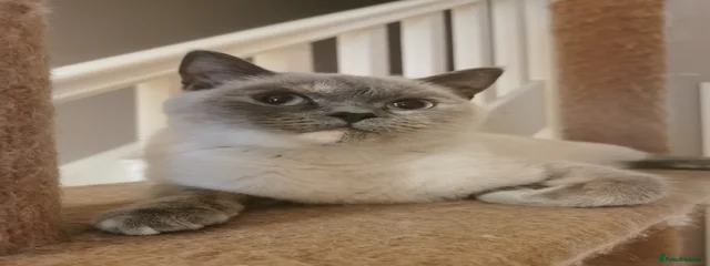 Maya