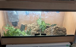 Leopard Gecko reptiles for sale: Draco  - Image 1