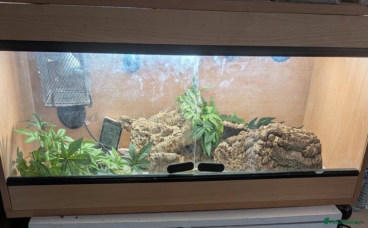 Leopard Gecko reptiles - Advert 2