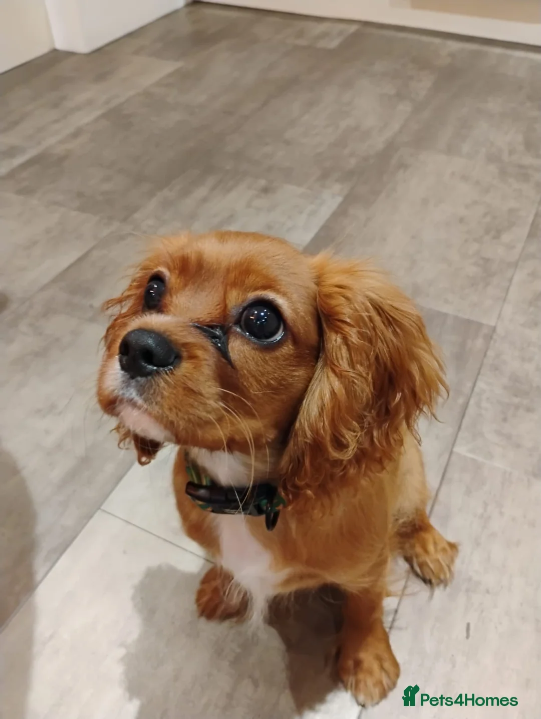 Cavalier King Charles Spaniel dogs for stud: Stanley. Ruby cavalier stud 1 yr. read description in Brentwood - Advert 2