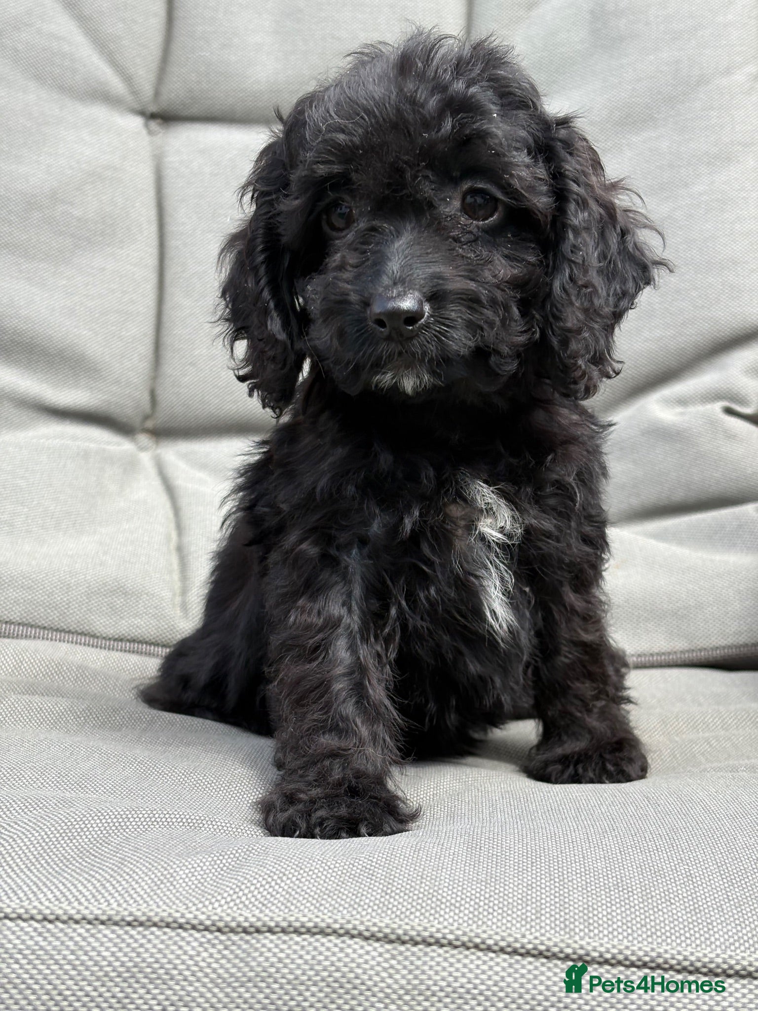 Cockapoo dogs PRA FN CLEAR F1 cockapoo puppies  - Advert 2