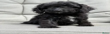 Cockapoo 3