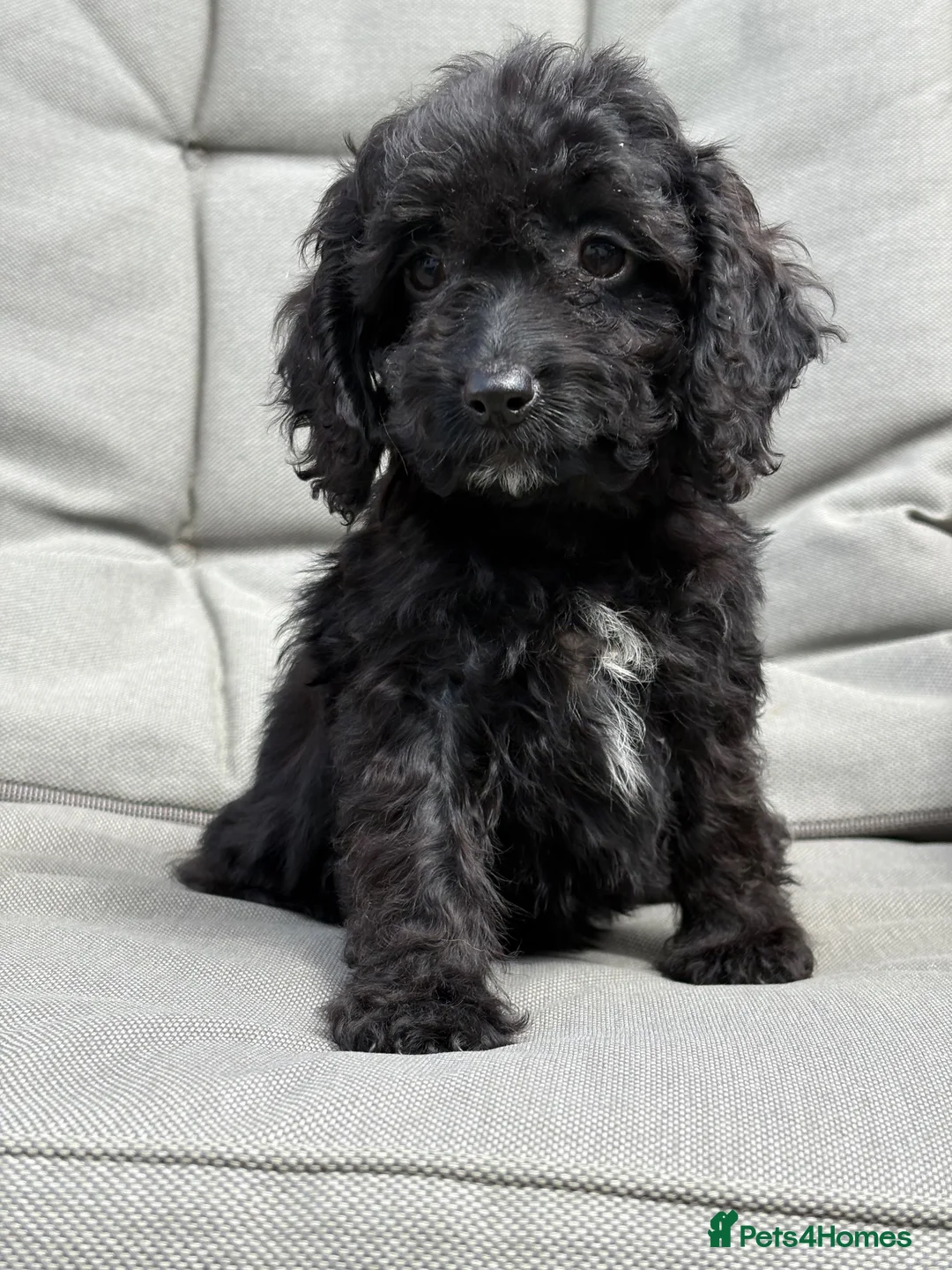 Cockapoo dogs for sale: PRA FN CLEAR F1 cockapoo puppies  - Advert 2