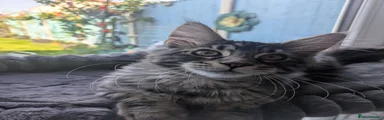 Maine Coon 2