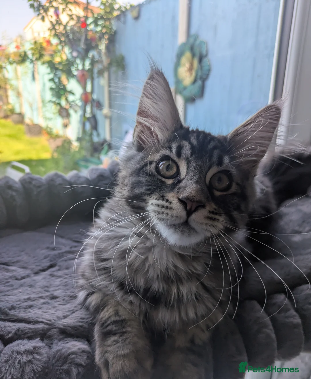 Maine Coon cats for sale: READY NOW Tica registered Male Maine coon kittens  - Advert 2