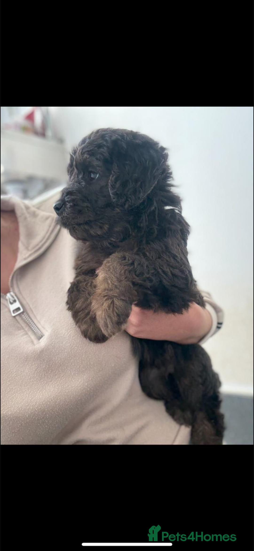 Mini Goldendoodle dogs for sale: 🐶Golden doodle puppies for sale ready to leave🐶 - Image 23