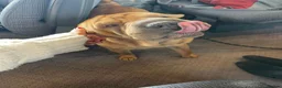Shar Pei dogs for sale: Loving Shar Pei Looking for Her Forever Home - Advert 5