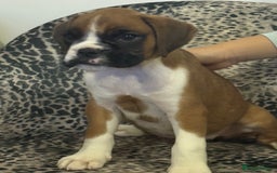 Boxer dogs for sale: Bouncy beautiful boxers  - Image 23