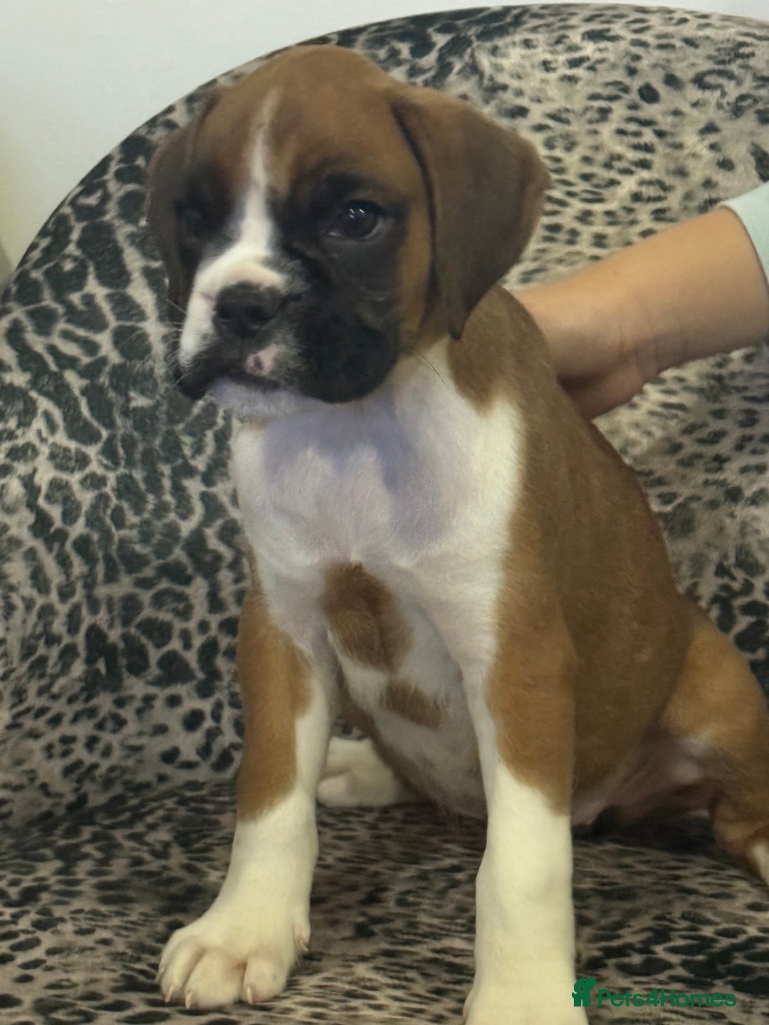 Boxer dogs for sale: Bouncy beautiful boxers  - Image 23