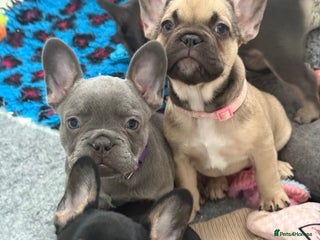 French Bulldog dogs - Advert 17
