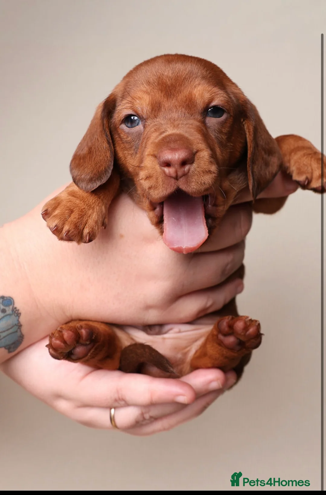 Dachshund dogs for sale: Dachshund choc-based-red puppies available now!! - Advert 26
