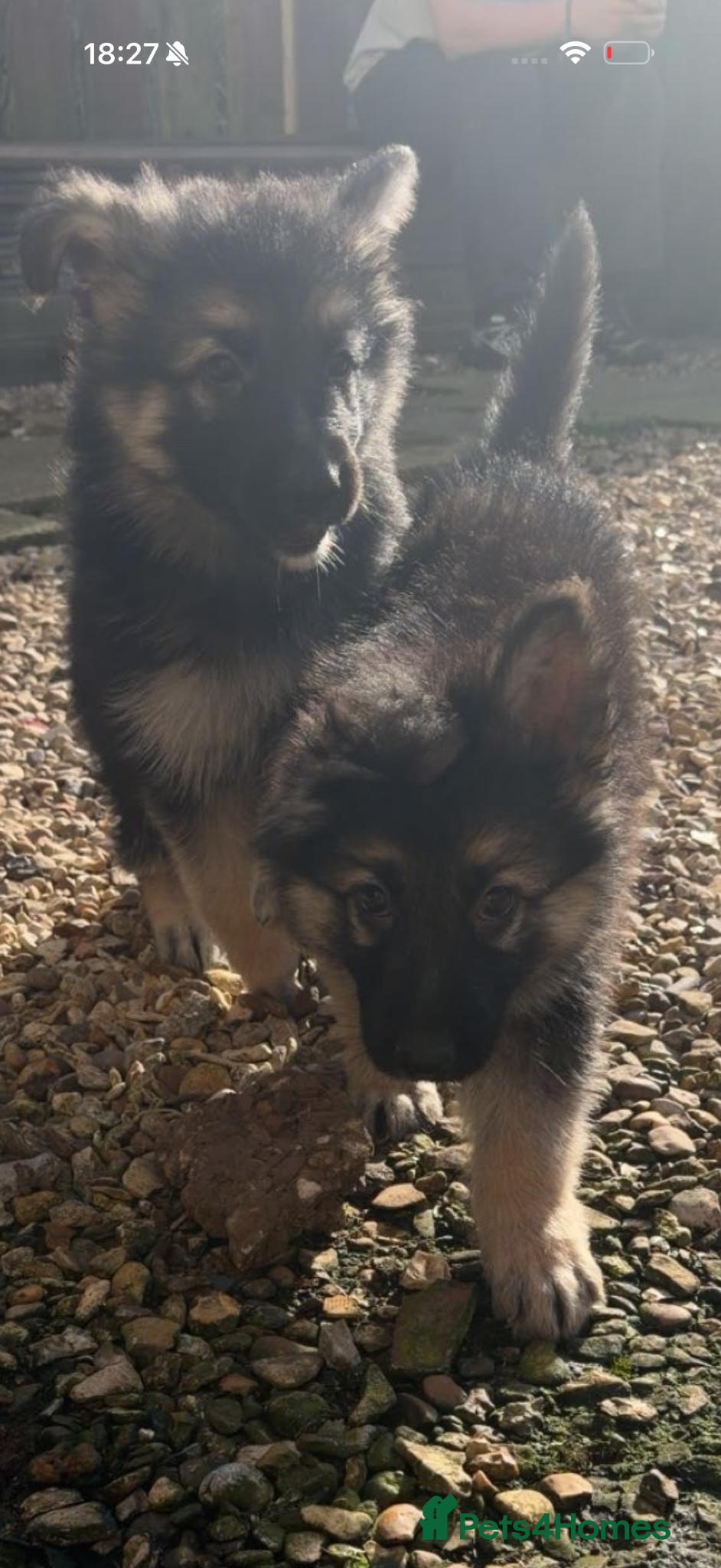 German Shepherd dogs German shepherd puppies last few remaining pups  - Advert 5