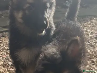 German Shepherd dogs German shepherd puppies last few remaining pups - Advert 5