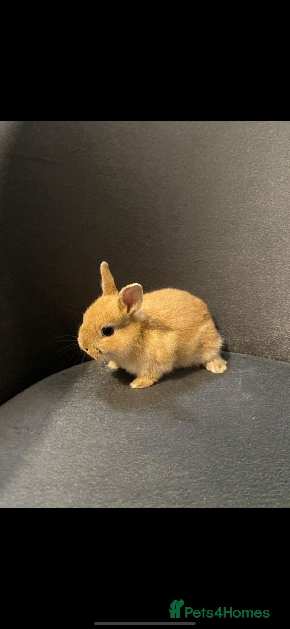 Netherland Dwarf rabbits Bunny - Advert 2