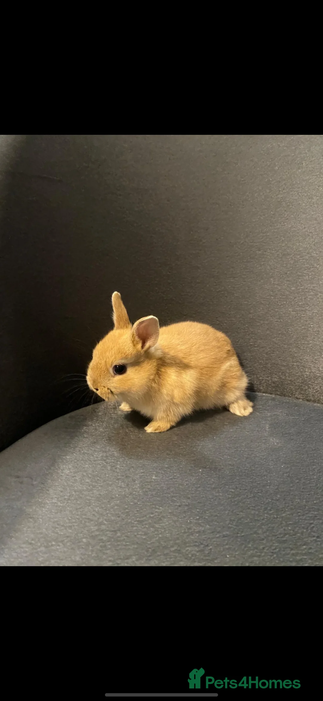 Netherland Dwarf rabbits for sale: Bunny - Advert 2