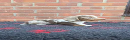 Miniature Dachshund dogs for sale: KC REGISTERED BEAUTIFUL MINIATURE LONGHAIRS - Advert 16