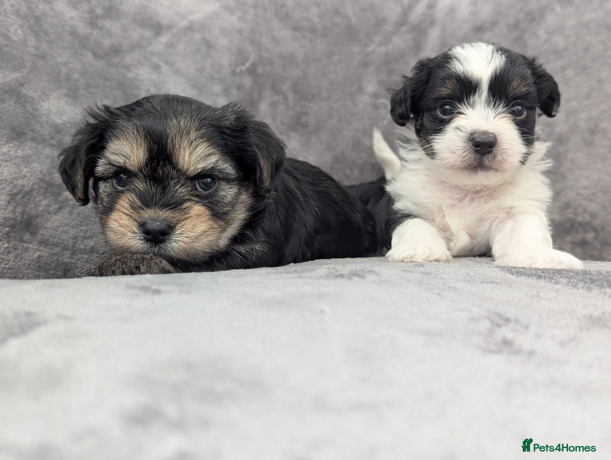 Chorkie dogs Chorkie puppies  - Advert 3