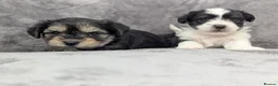 Chorkie dogs for sale: Chorkie puppies  - Advert 1