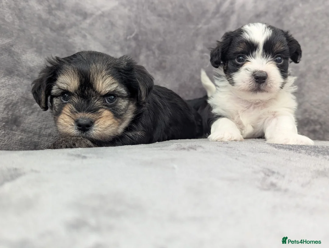 Chorkie dogs for sale: Chorkie puppies  - Advert 1
