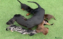 Dachshund dogs for sale: 5 beautiful dachshund puppies available !!!!!! - Image 9