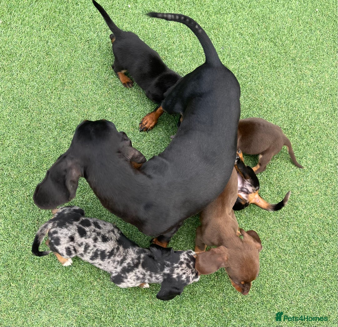 Dachshund dogs for sale: 5 beautiful dachshund puppies available !!!!!! - Image 9