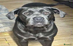 Mixed Breed dogs for sale: CANE CORSO  ** TIFF PUPPY  - Advert 1