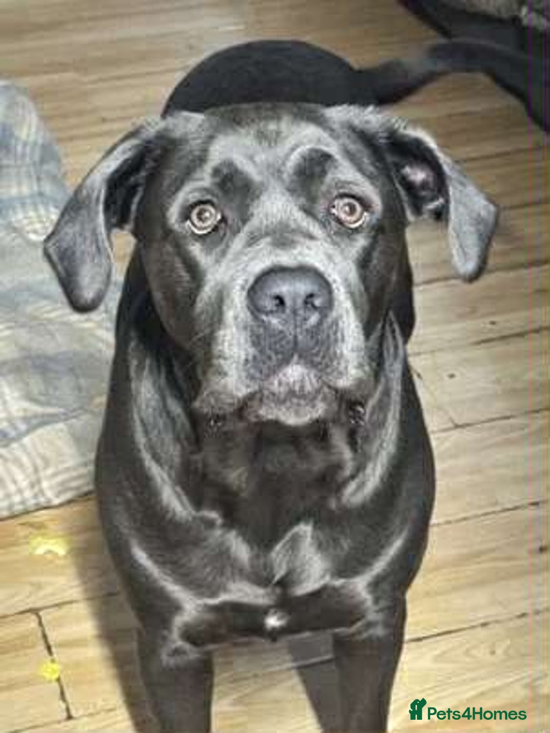 Mixed Breed dogs for sale: CANE CORSO  ** TIFF PUPPY  - Advert 1