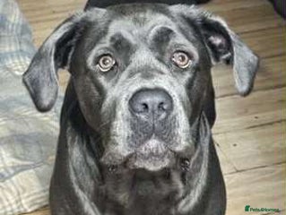 Mixed Breed dogs CANE CORSO X MASTIFF PUPPY - Advert 1