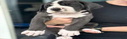 Great Dane dogs for sale: Chunky Great Dane puppies  - Advert 13