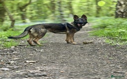 Mixed Breed dogs for sale: GSD × Dutch Herder – Top European Working Lines - Image 6