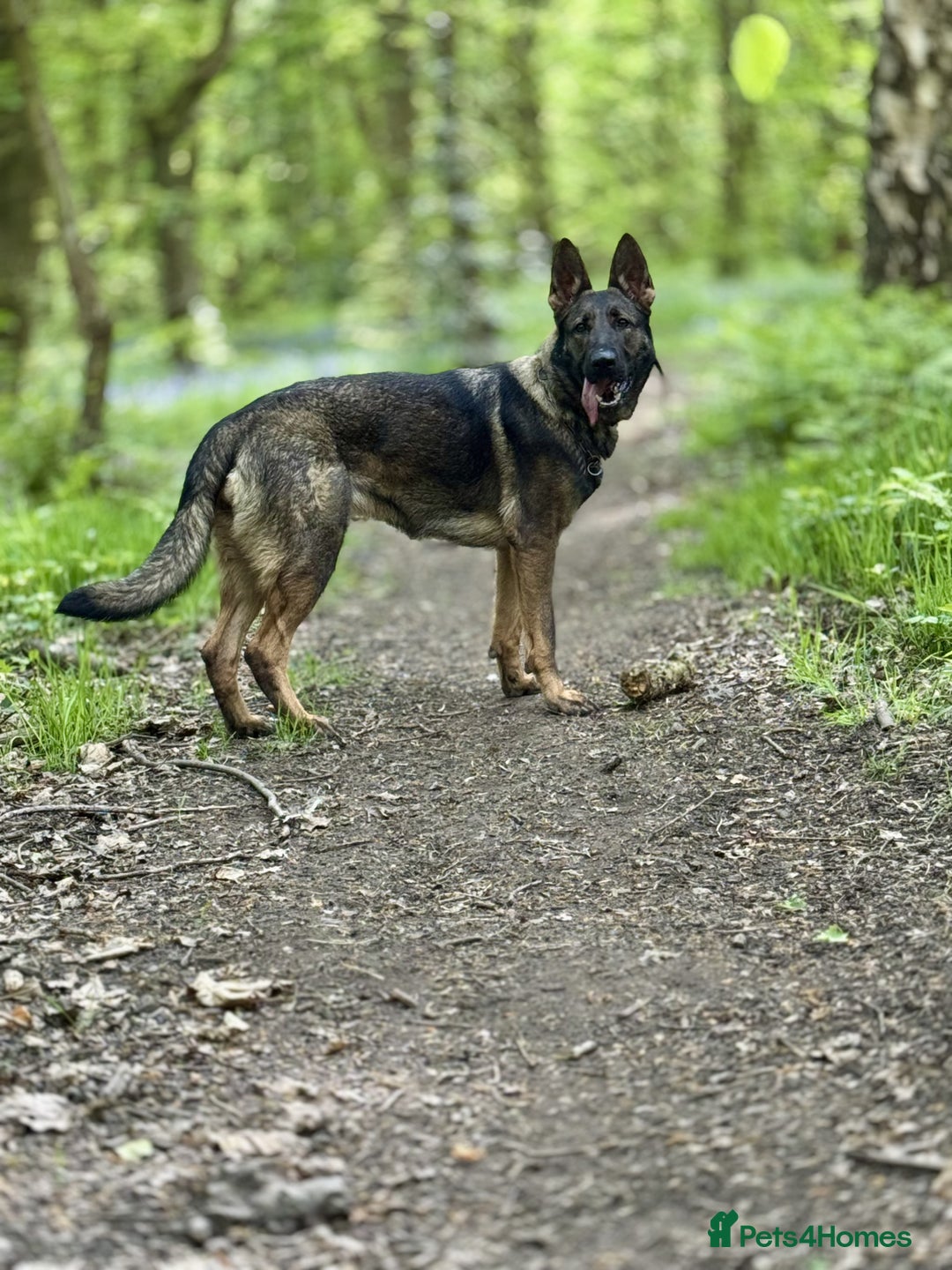 Mixed Breed dogs for sale: GSD × Dutch Herder – Top European Working Lines - Image 6