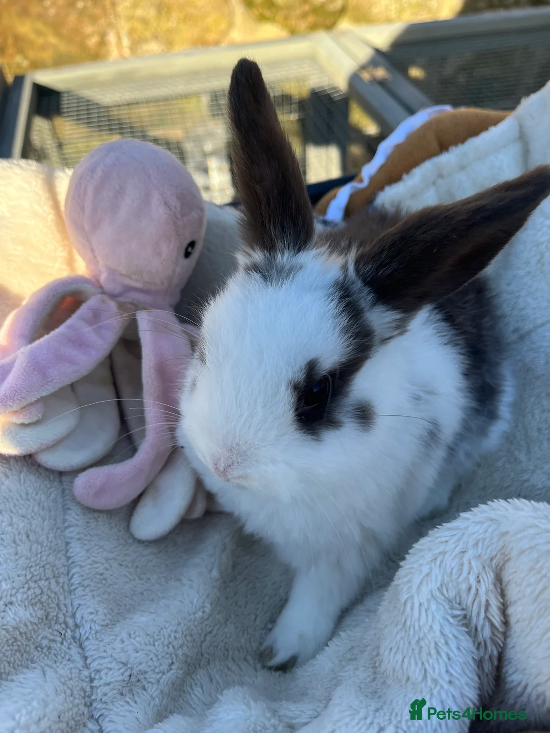 Mini Lop rabbits for sale: Gorgeous mini lops  - Advert 19