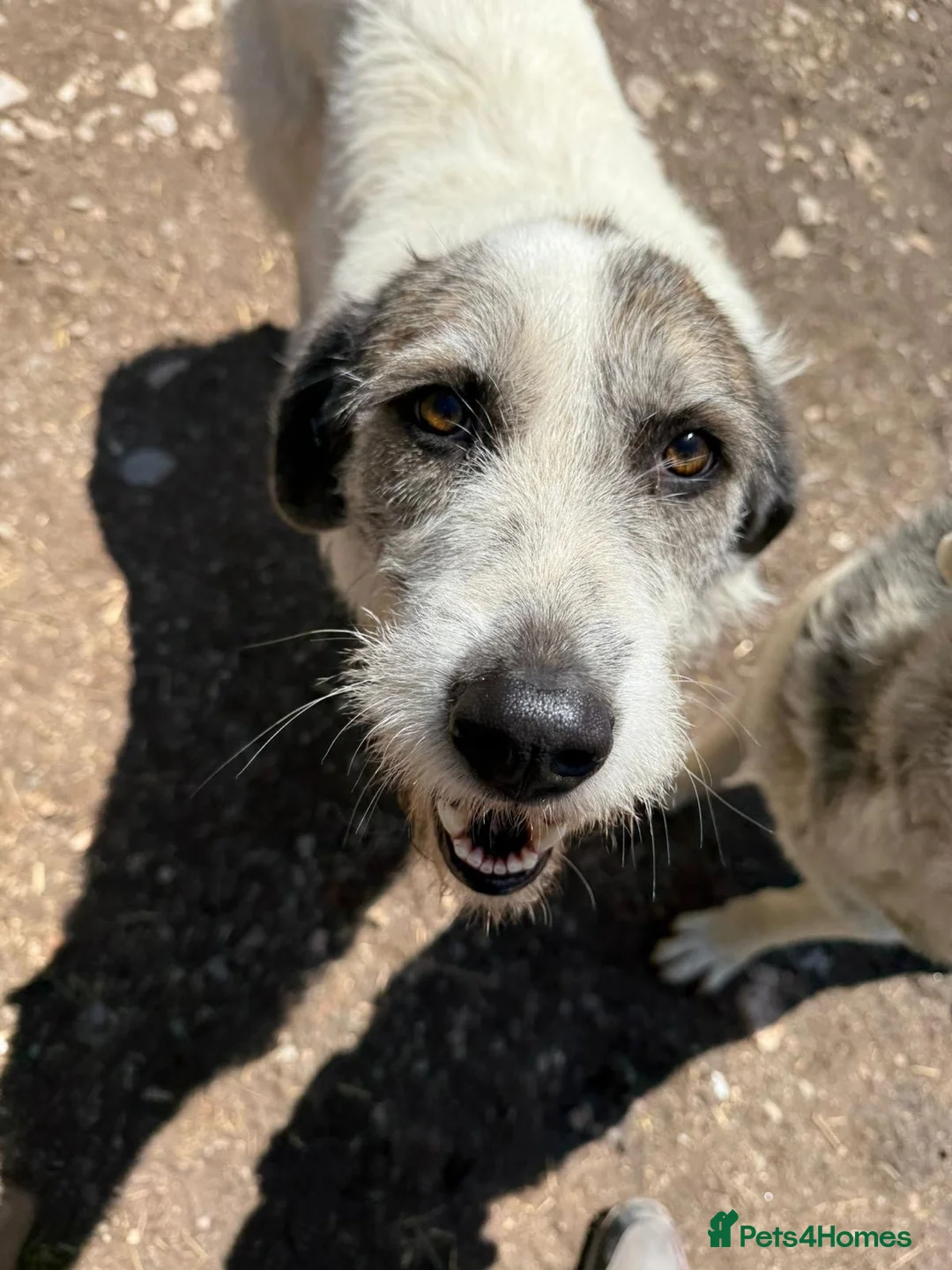 Mixed Breed dogs for adoption: Bella 🩷 - Advert 7