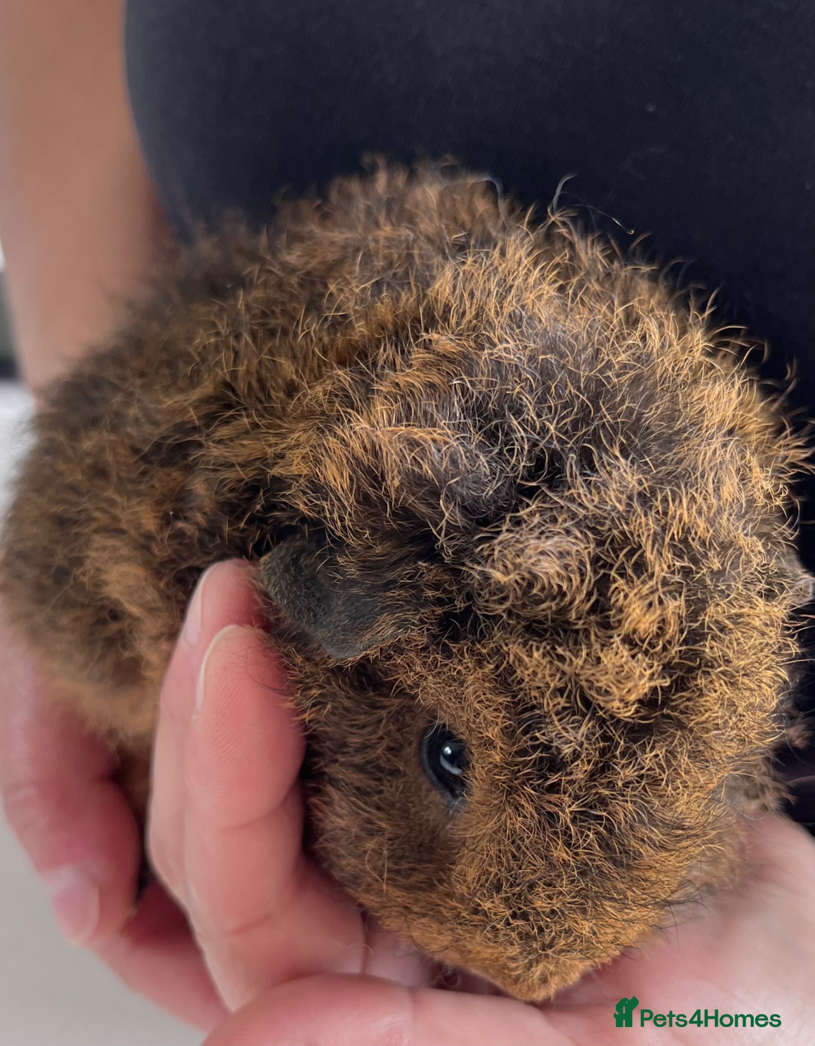 Guinea Pig rodents Pure bred Texel Guinea Pigs - Advert 2