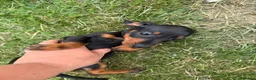 Miniature Dachshund dogs for sale: Miniature Dachshunds puppies in Bishop Auckland - Advert 5